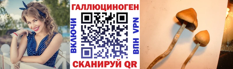 купить наркоту  Ачхой-Мартан  Псилоцибиновые грибы прущие грибы 